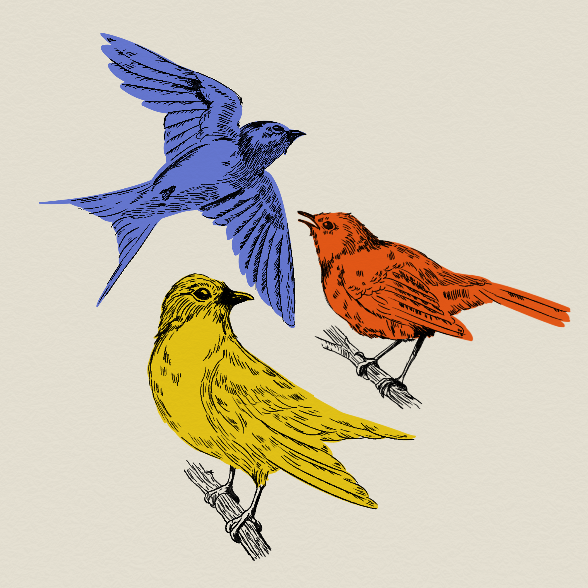 Birds